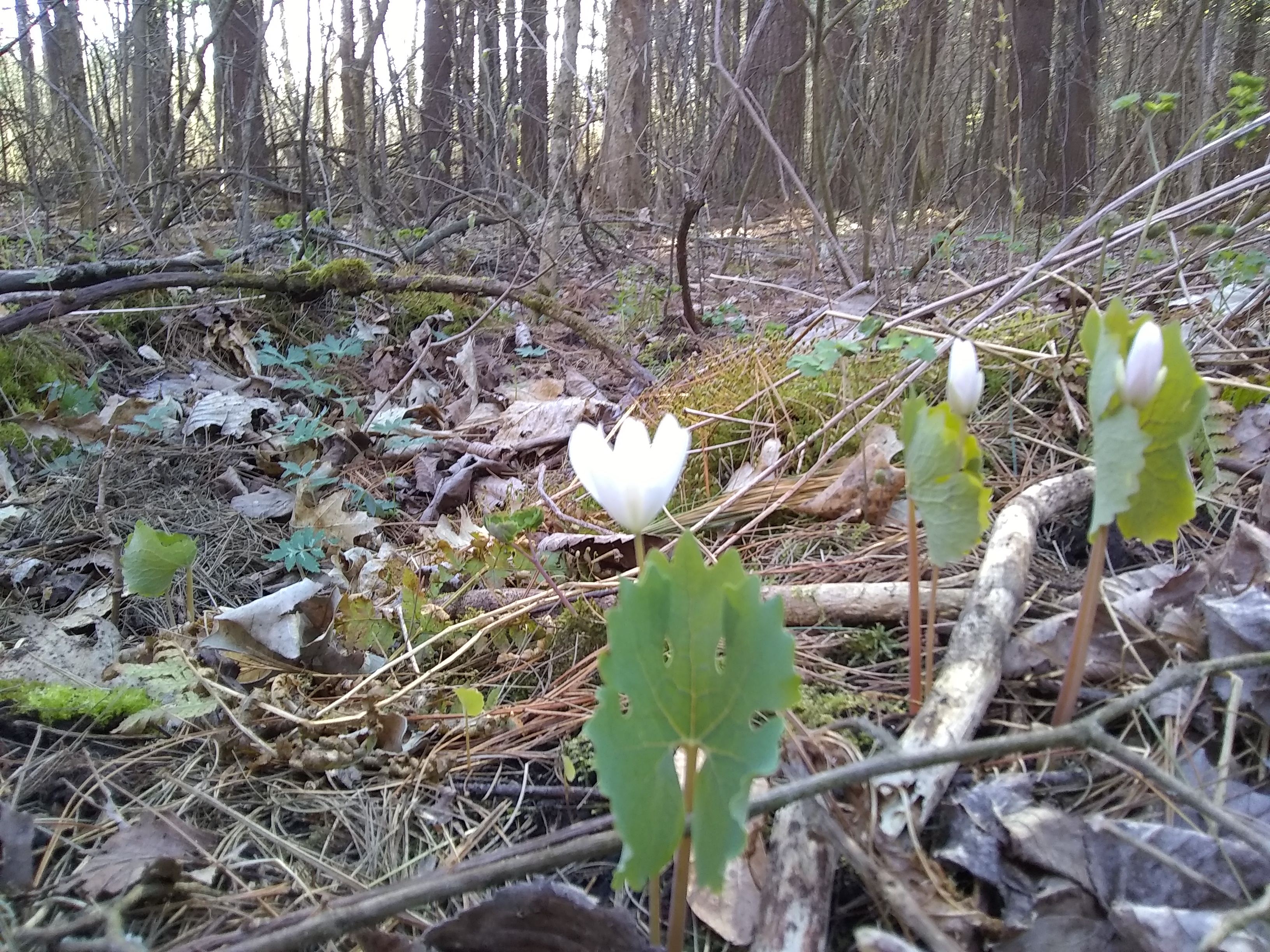 bloodroot kewaskum sna
