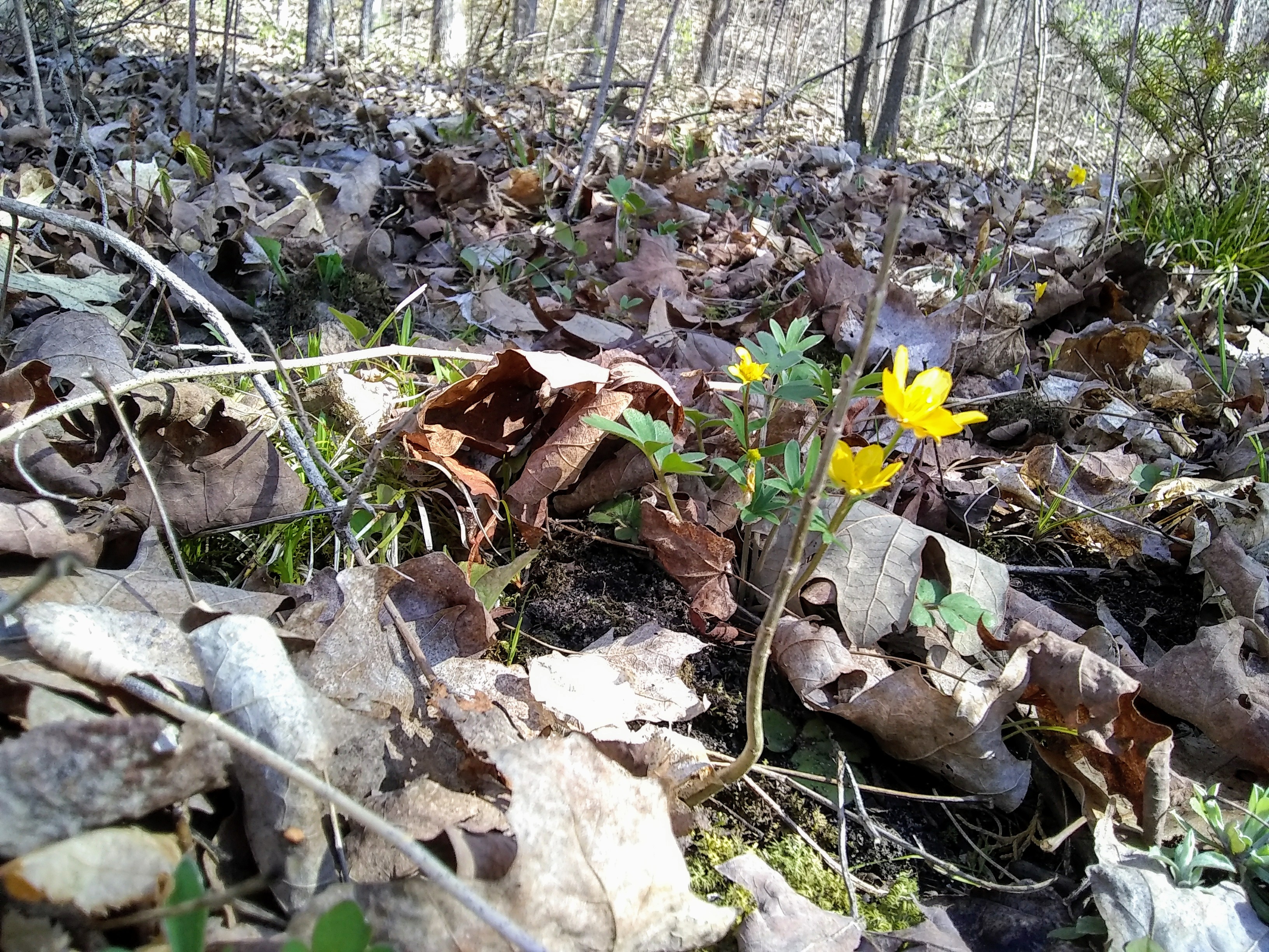ice age trail outside kewaskum