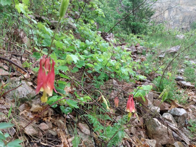 lower narrows columbine