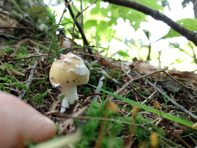 amanita 1