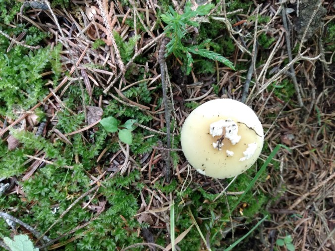 amanita 6