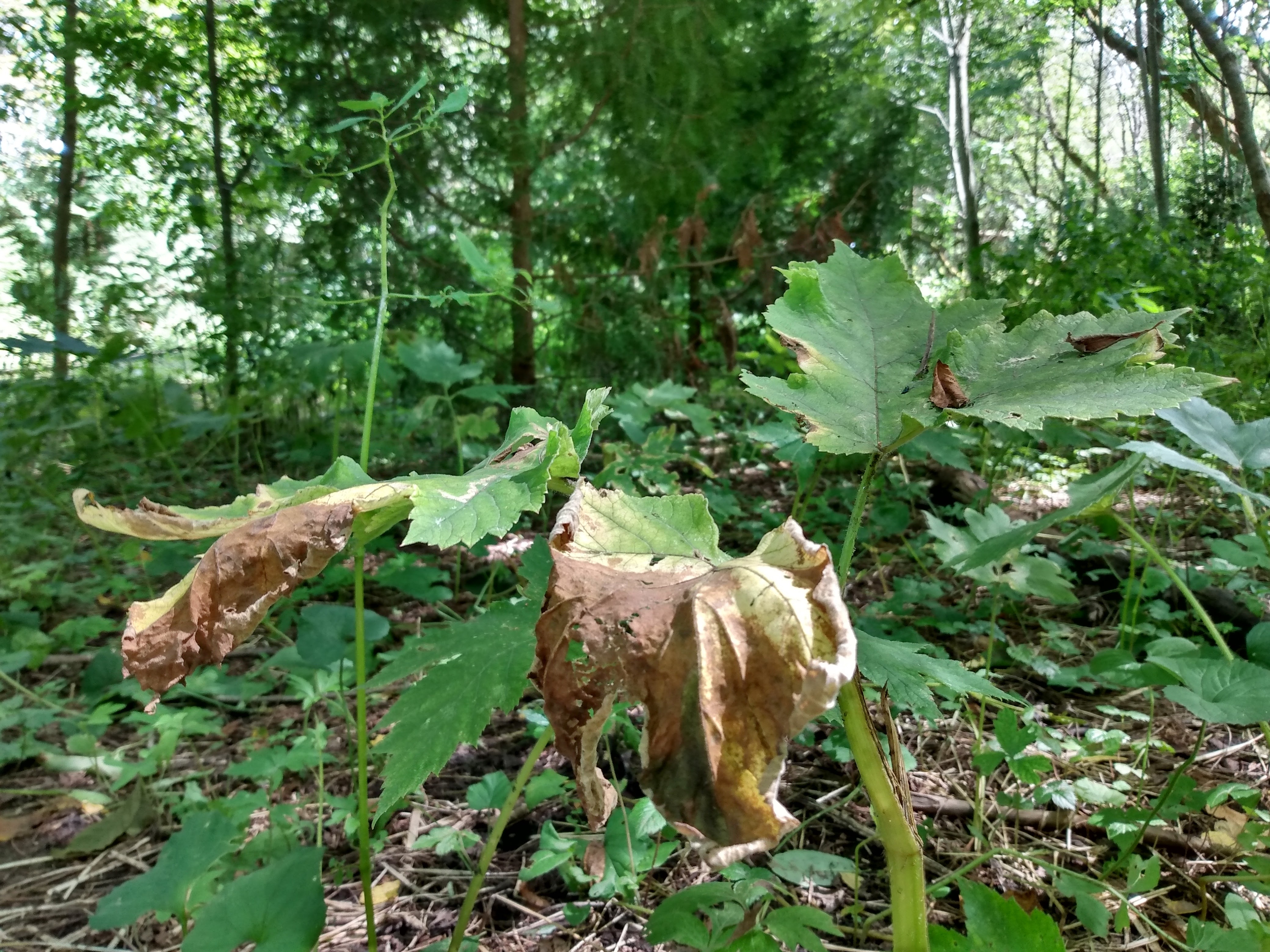 dying mayapple