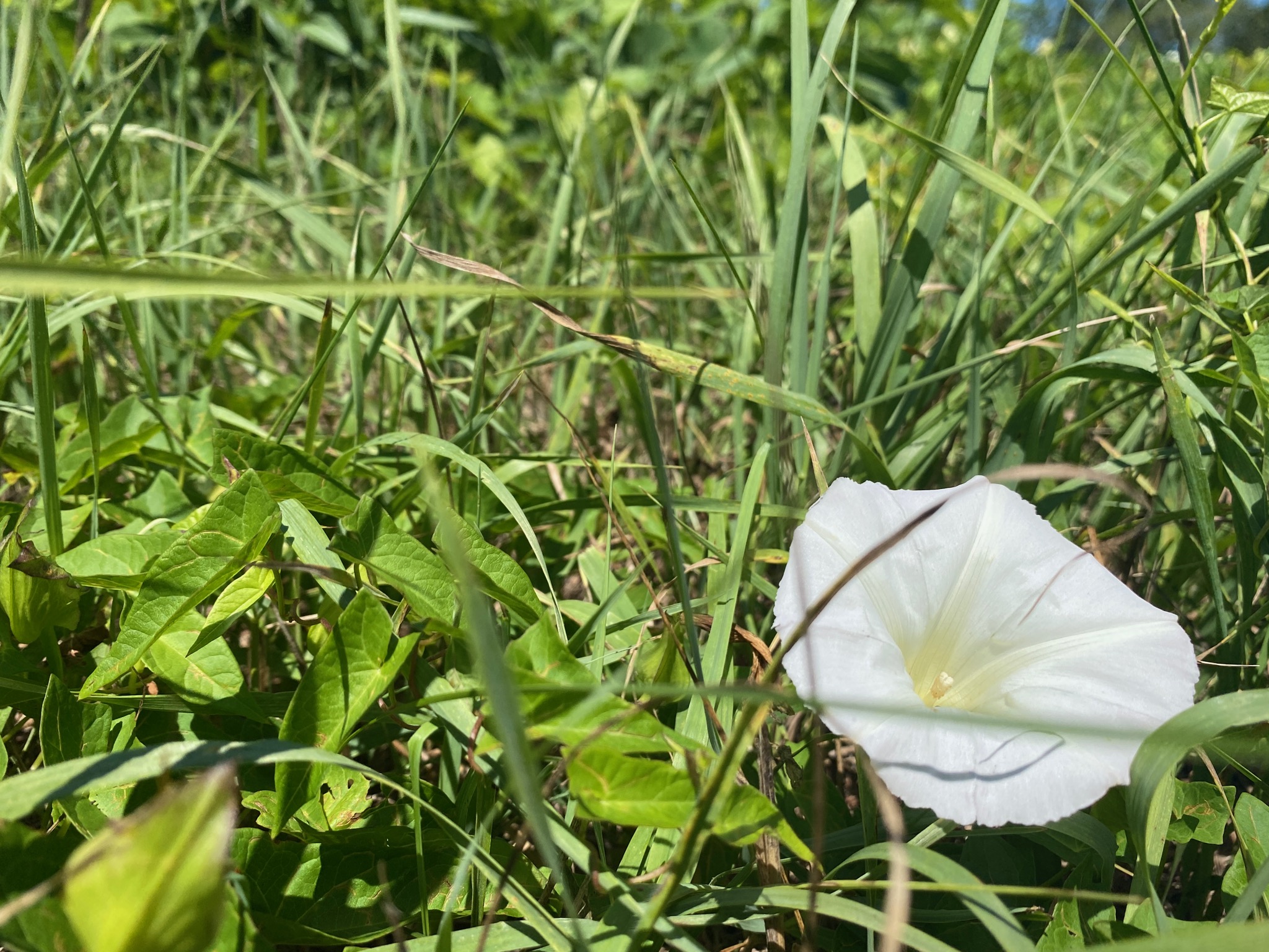 field bindweed